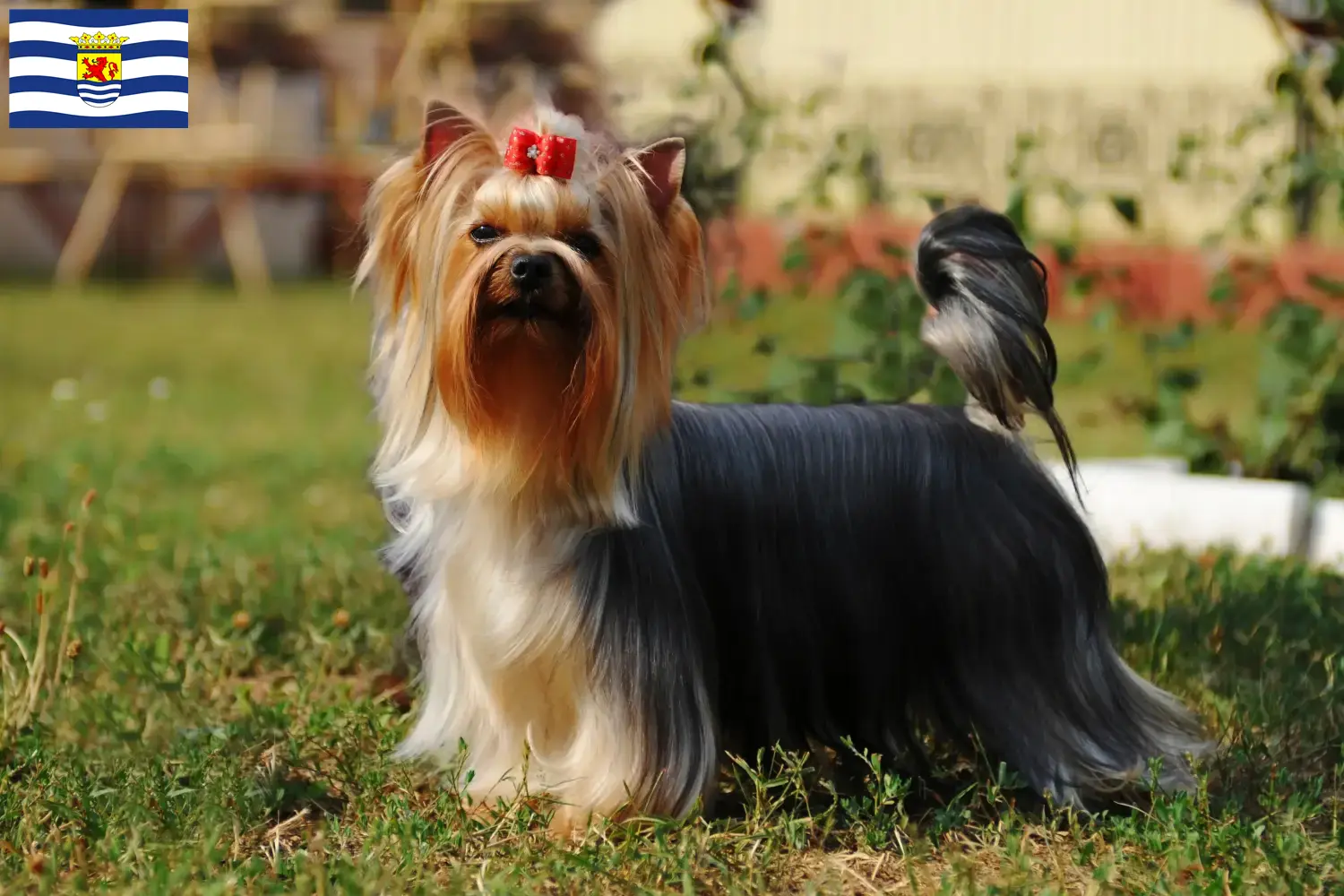 Mehr über den Artikel erfahren Yorkshire Terrier Züchter und Welpen in Zeeland