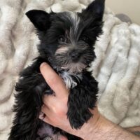 Reinrassige Yorkshire Terrier Welpe mit Ahnentafel