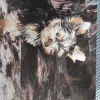 Gesucht Yorkshire-Terrier Hündin Top Blue and Tan als Zuchthündin mit EKU oder VDH Papieren